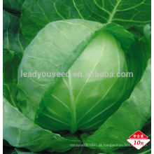 Pérola verde C02 YR 55 dias de sementes de repolho redondas de sementes vegetais híbridas